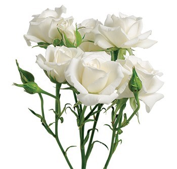 Spray roses WHITE MAJOLICA 40 A1 Much Flowers EC buy wholesale on M-Flowers