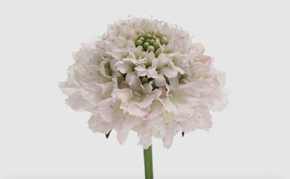 Scabiosa FOCAL FRENCH VANILLA multicolor 60 A1 Much Flowers Ecuador buy wholesale on M-Flowers