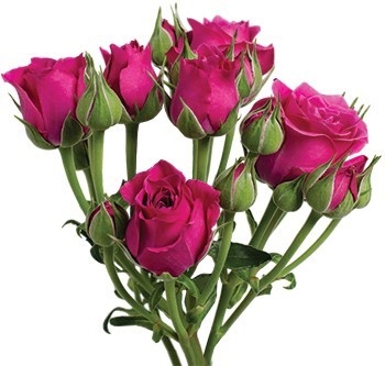 Spray roses HOT PINK MAJOLICA 40 A1 Much Flowers EC buy wholesale on M-Flowers