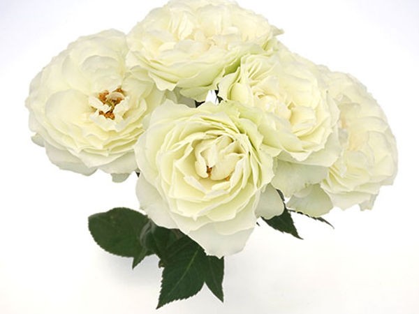 Garden Rose Blanche 40 A1 Alexandra Farms CO купить оптом на M-Flowers