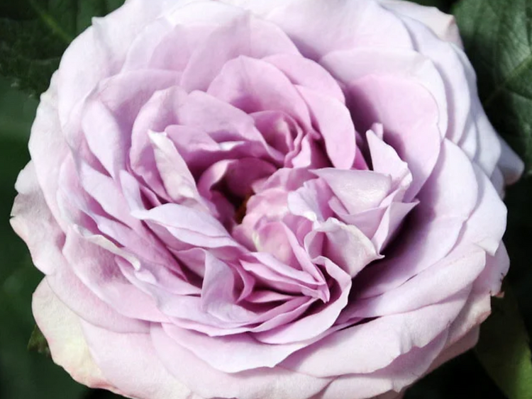 Garden Rose Lavender Bouquet multicolor 40 A1 Garden Rose Lavender Bouquet 40 A1 Alexandra Farms CO comprar al por mayor en M-Flowers