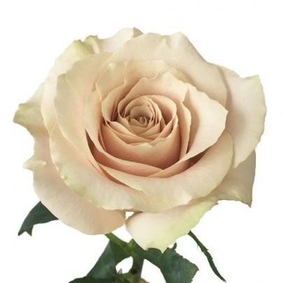 Garden Rose Quicksand cream 40 A1 Alexandra Farms Colombia comprar al por mayor en M-Flowers