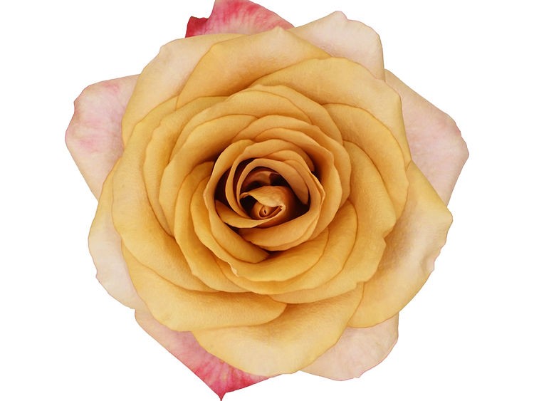 Garden Rose Symbol 40 A1 Alexandra Farms CO comprar al por mayor en M-Flowers