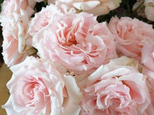 Garden Rose Wedding Rosever 40 A1 Alexandra Farms CO купить оптом на M-Flowers