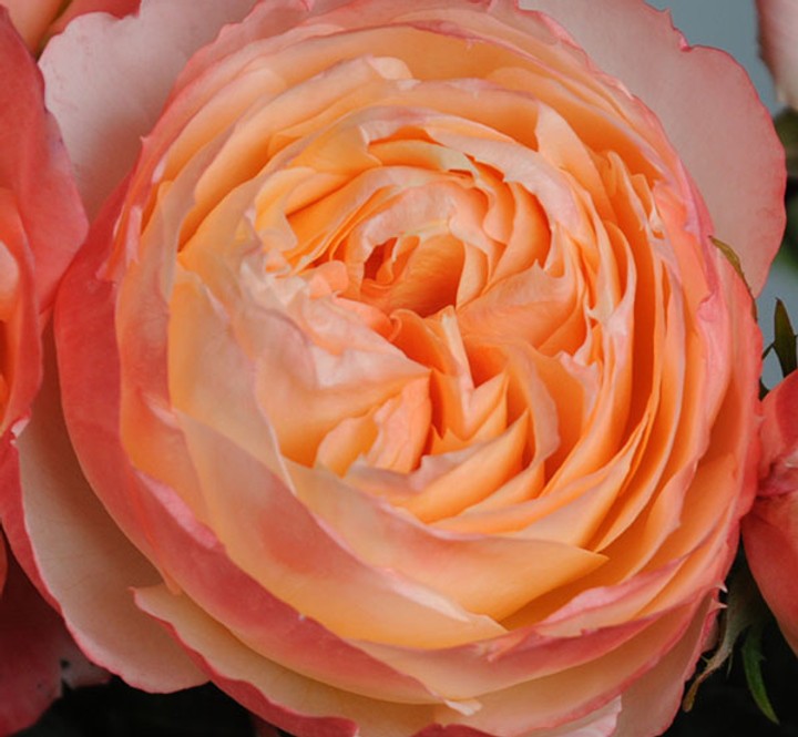 Garden Rose Princess Aiko (Beloved) peach 40 A1 Garden Rose Princess Aiko (Beloved) 40 A1 Alexandra Farms CO comprar al por mayor en M-Flowers