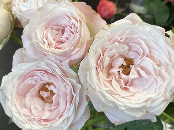 Garden Rose PRINCESS FAIRY KISS PINK 40 A1 Alexandra Farms CO buy wholesale on M-Flowers