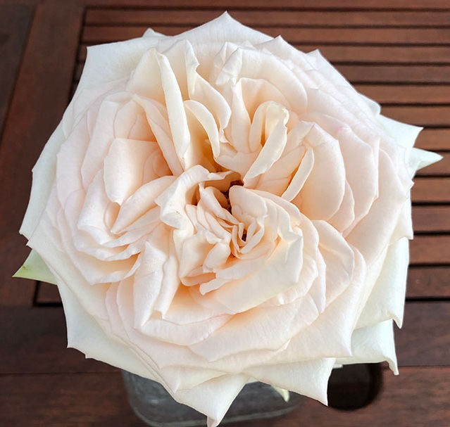 Garden Rose Princess Maya (Night Rain) peach 40 A1 Garden Rose Princess Maya (Night Rain) 40 A1 Alexandra Farms CO купить оптом на M-Flowers