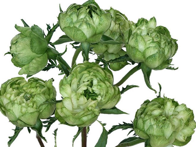 Garden Rose PRINCESS MIDORI green 40 A1 Alexandra Farms Colombia купить оптом на M-Flowers