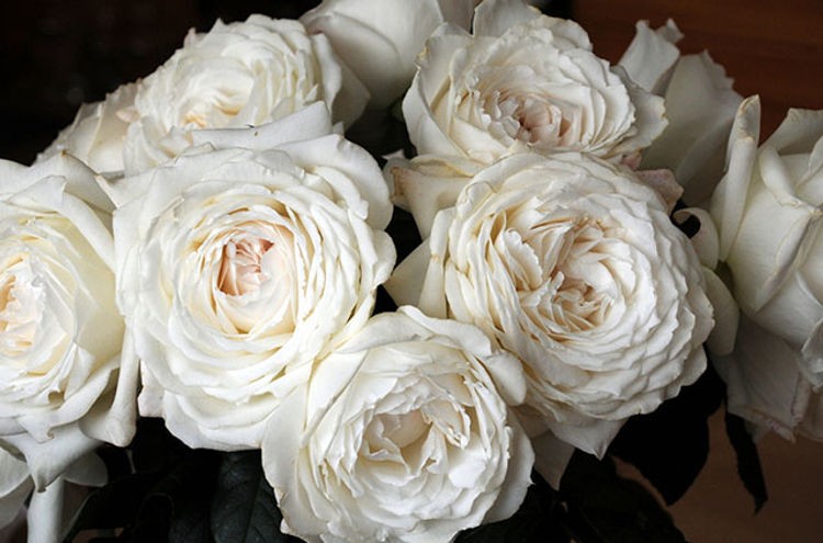 Garden Rose Princess Miyuki (First Snow) 40 A1 Alexandra Farms CO купить оптом на M-Flowers