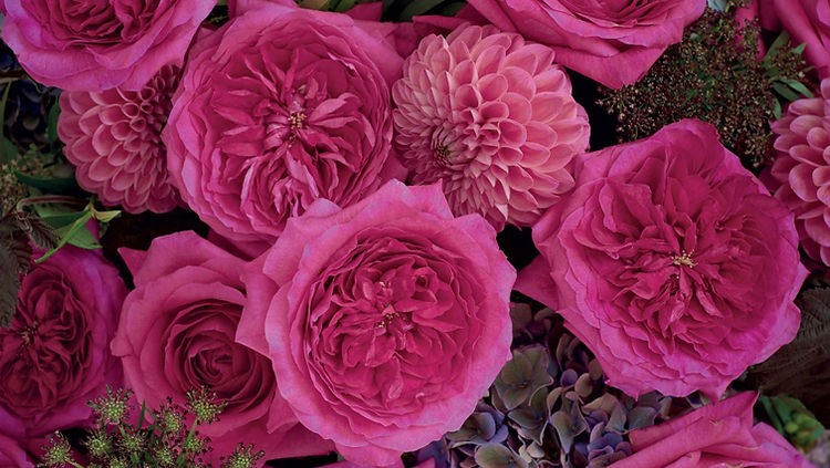 Garden Rose Capability (Ausapply) 40 A1 Alexandra Farms CO buy wholesale on M-Flowers