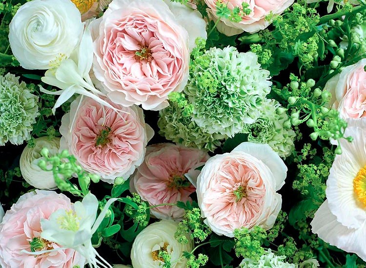 Garden Rose Charity (Auswasher) multicolor 40 A1 Garden Rose Charity (Auswasher) 40 A1 Alexandra Farms CO comprar al por mayor en M-Flowers