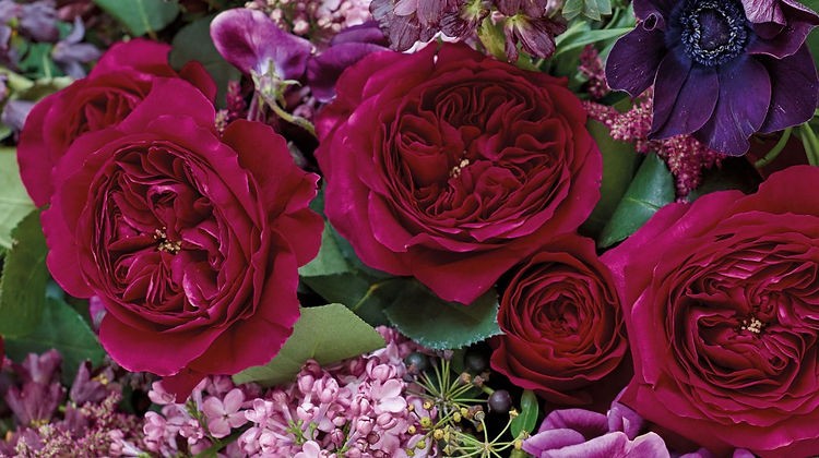 Garden Rose Darcey (Auschariot) multicolor 40 A1 Garden Rose Darcey (Auschariot) 40 A1 Alexandra Farms CO купить оптом на M-Flowers