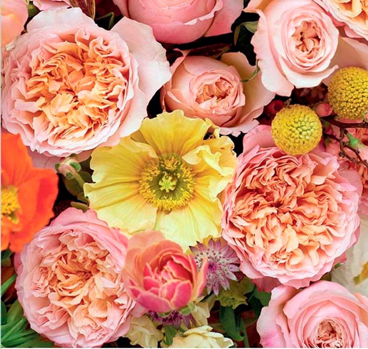 Garden Rose Edith (Auspluto) multicolor 40 A1 Garden Rose Edith (Auspluto) 40 A1 Alexandra Farms CO купить оптом на M-Flowers