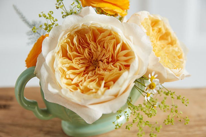 Garden Rose Effie (Ausgray) multicolor 40 A1 Garden Rose Effie (Ausgray) 40 A1 Alexandra Farms CO купить оптом на M-Flowers