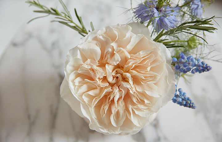 Garden Rose Eugenie (Ausimage) 40 A1 Alexandra Farms CO купить оптом на M-Flowers