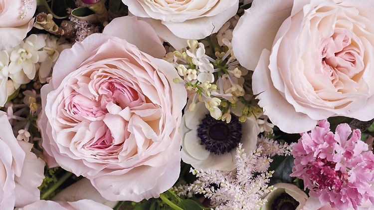 Garden Rose Keira (Ausboxer) multicolor 40 A1 Alexandra Farms Colombia buy wholesale on M-Flowers