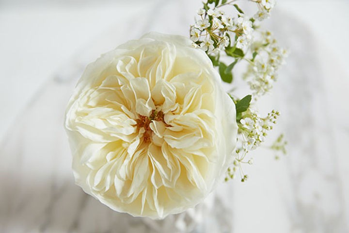 Garden Rose Leonora (Auswagsy) 40 A1 Alexandra Farms CO buy wholesale on M-Flowers