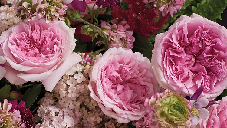 Garden Rose Miranda (Aussimon) 40 A1 Alexandra Farms CO comprar al por mayor en M-Flowers