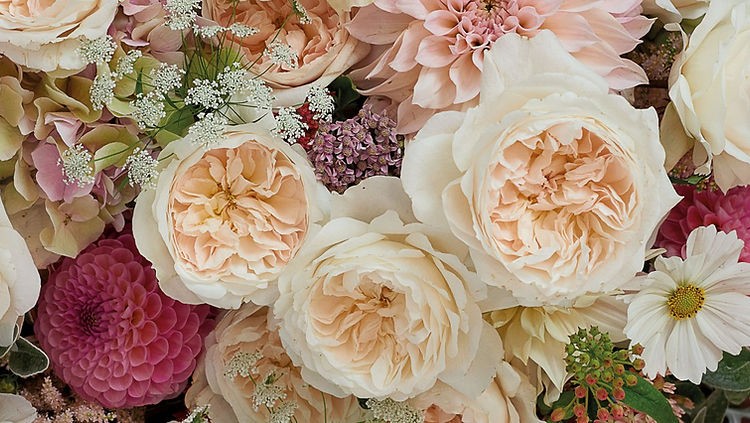 Garden Rose Purity (Ausoblige) multicolor 40 A1 Alexandra Farms Colombia buy wholesale on M-Flowers