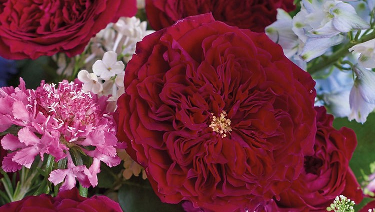 Garden Rose Tess (Ausyacht) multicolor 40 A1 Garden Rose Tess (Ausyacht) 40 A1 Alexandra Farms CO купить оптом на M-Flowers