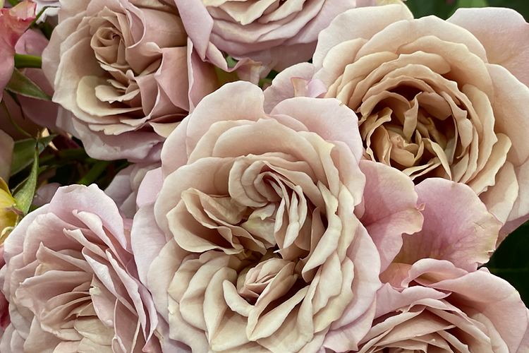 Garden Rose LOLI SPRAY multicolor 40 A1 Garden Rose LOLI SPRAY 40 A1 Alexandra Farms CO купить оптом на M-Flowers