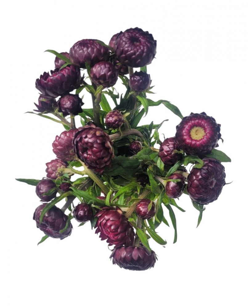 Strawflower Burgundy 60 A1 Much Flowers EC buy wholesale on M-Flowers