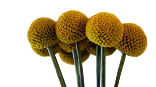 Craspedia Supreme yellow 70 A1 Much Flowers Ecuador buy wholesale on M-Flowers