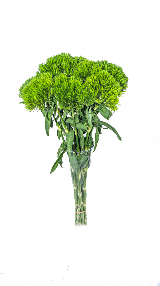 DIANTHUS Green kiwi multicolor 40 A1 DIANTHUS Green kiwi 40 A1 Much Flowers EC buy wholesale on M-Flowers