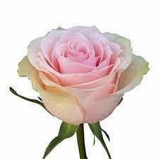 Rose Frutteto 50 A1 Nycol Roses EC buy wholesale on M-Flowers