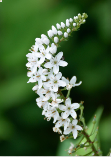 lysimachia white 70 A1 Much Flowers EC купить оптом на M-Flowers