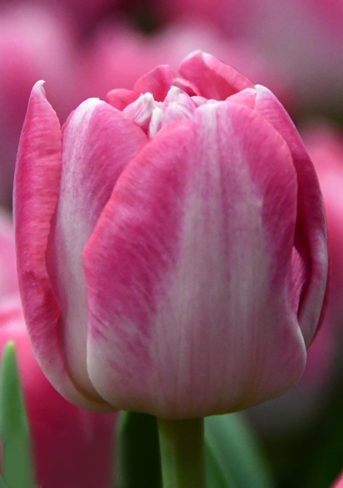 Tulip DU VOQUE 40 A1 Decorum NL купить оптом на M-Flowers