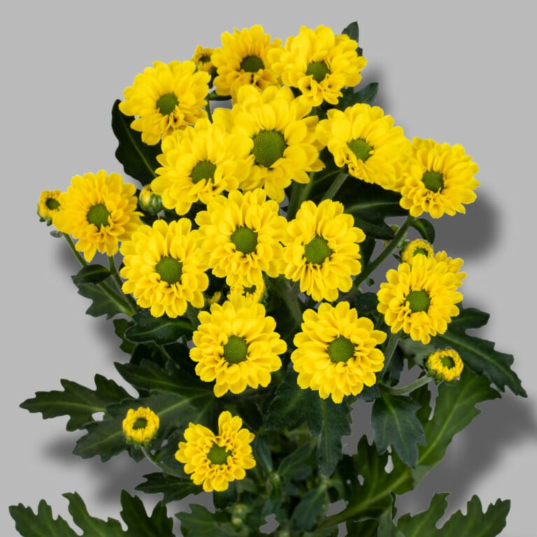 Chr San Smiley yellow 55 A1 Zentoo Netherlands comprar al por mayor en M-Flowers