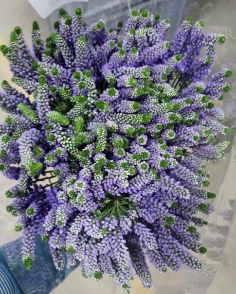 Veronica VERONICA BOMBASTIC PURPLE purple 60 A1 Much Flowers Ecuador buy wholesale on M-Flowers
