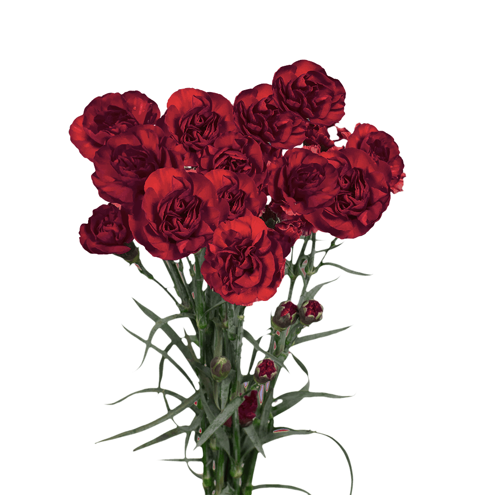 Spray Carnation burgundy 70 A1 Geoflora CO купить оптом на M-Flowers