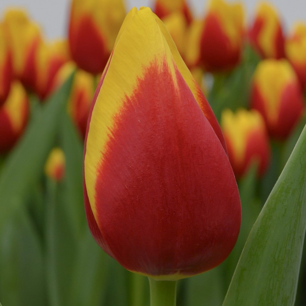 Tulip EN ALOHA 40 A1 Decorum NL buy wholesale on M-Flowers