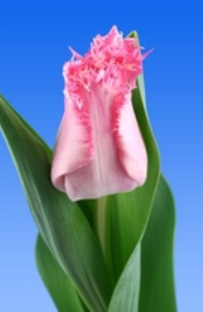 Tulip FR ZARAGOZA 38 A1 Decorum NL buy wholesale on M-Flowers