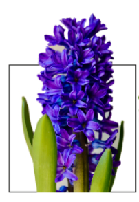 Hyacinthus Dark Ocean blue 30 A1 Decorum Netherlands купить оптом на M-Flowers