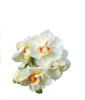 Narcissus Abba 45 A1 Decorum NL buy wholesale on M-Flowers