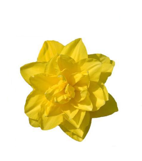 Narcissus Yellow Paradise 45 A1 Decorum NL buy wholesale on M-Flowers