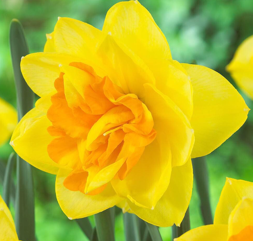 Narcissus Bright Paradise 45 A1 Decorum NL buy wholesale on M-Flowers