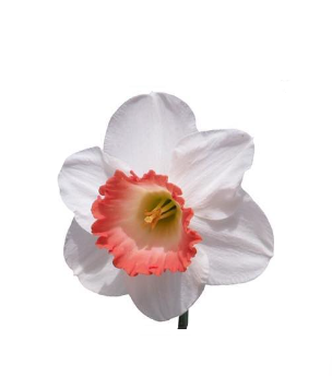 Narcissus Pink Perfection 45 A1 Decorum NL buy wholesale on M-Flowers