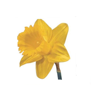 Narcissus Royal Dutch 45 A1 Decorum NL buy wholesale on M-Flowers