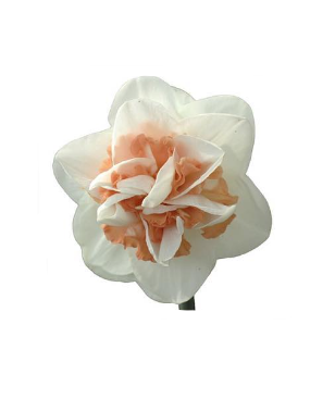 Narcissus Sweet Paradise 45 A1 Decorum NL buy wholesale on M-Flowers