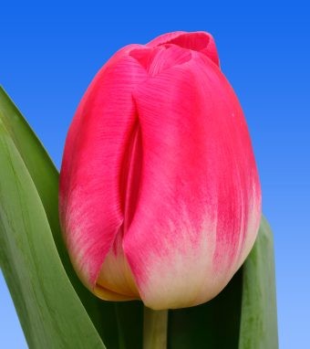 Tulip EN TOY red 40 A1 Decorum Netherlands comprar al por mayor en M-Flowers