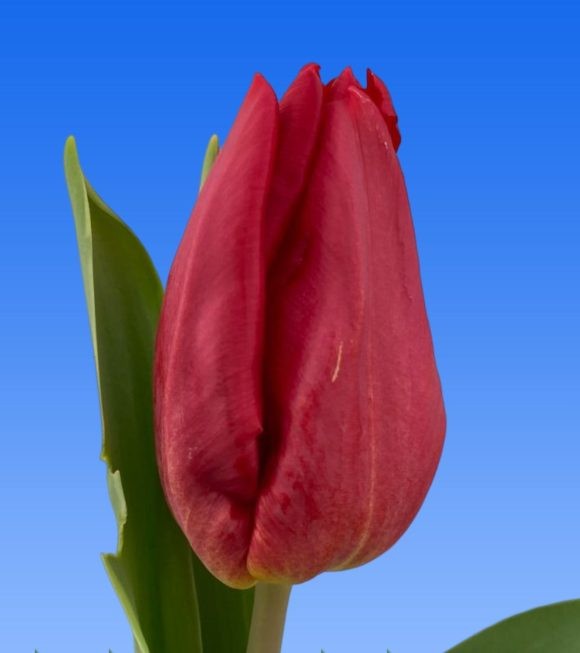 Tulip EN STRONG DESIGN 38 A1 Decorum NL buy wholesale on M-Flowers