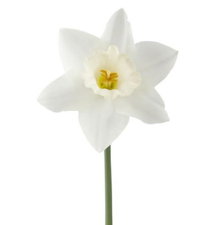 Narcissus Wedding Bell 45 A1 Decorum NL buy wholesale on M-Flowers