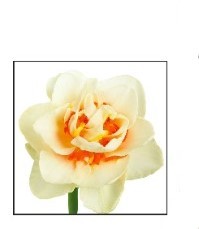 Narcissus Romantic Paradise 45 A1 Decorum NL buy wholesale on M-Flowers