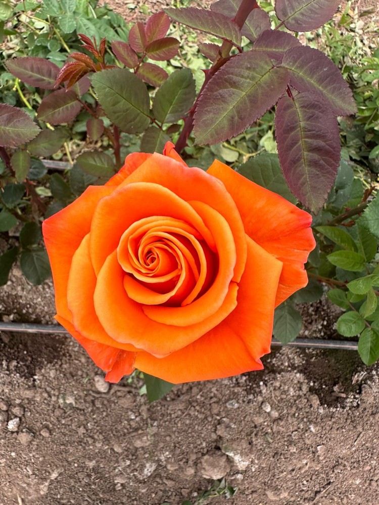 Rose Carnelian 40 A1 Cantiza EC buy wholesale on M-Flowers