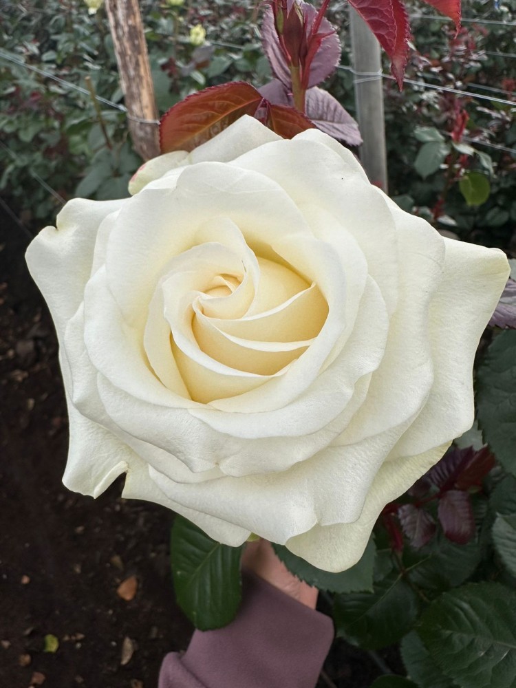 Rose Frost white 70 A1 Cantiza Ecuador buy wholesale on M-Flowers 0