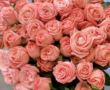 Garden Spray Rose Amazing Magic light-pink 40 A1 Sian Roses Kenya buy wholesale on M-Flowers